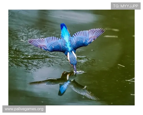 小鸟体育带你领略最新运动资讯与健康生活全攻略